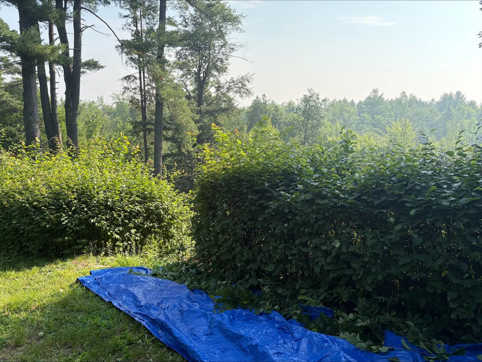 Freshly squared cedar hedge at sunrise with clippings collected on tarps in the Ottawa Valley