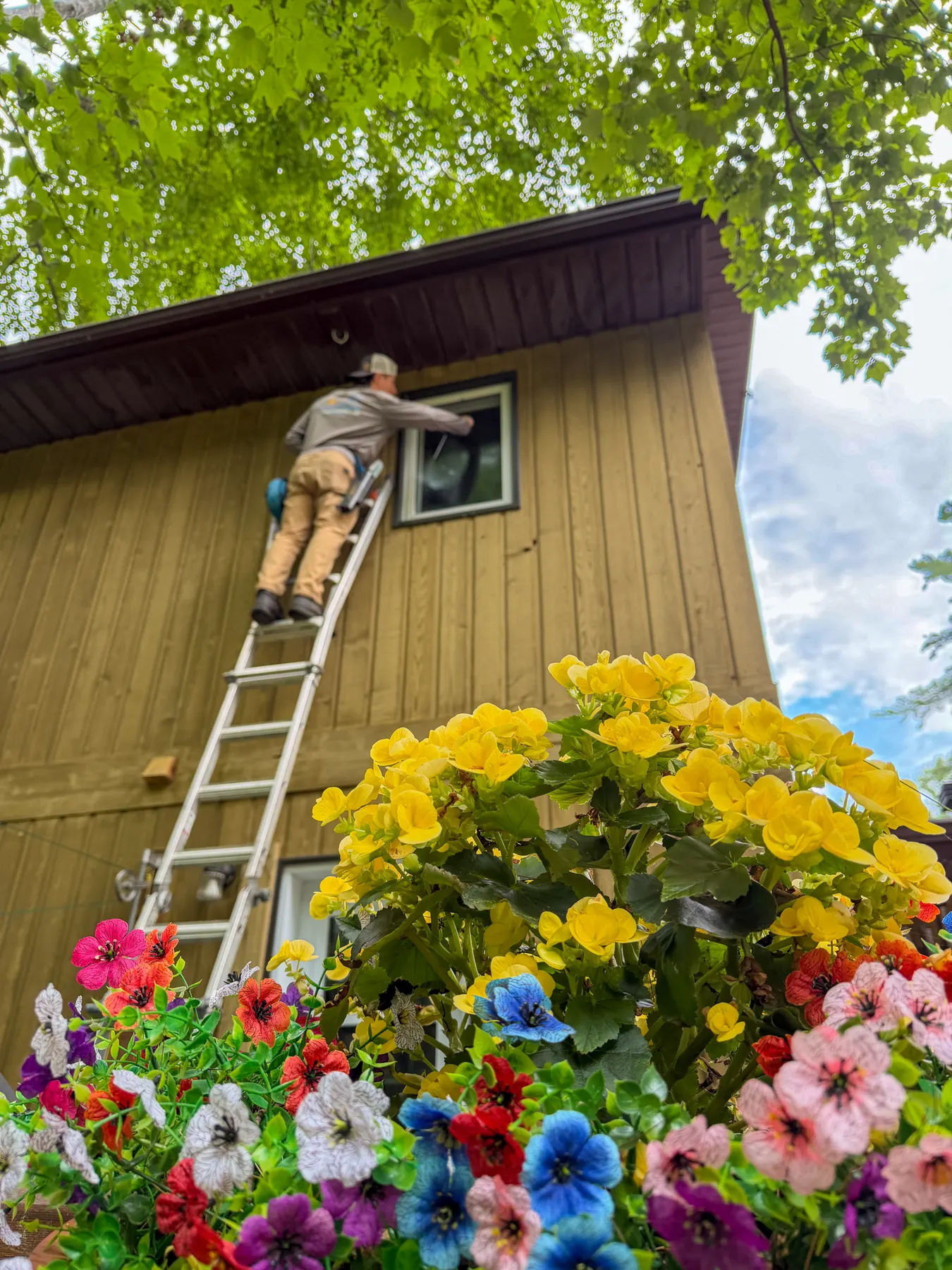 PVS technician on a ladder cleaning an upper window above bright flower boxes